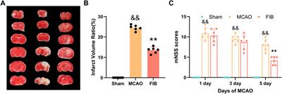 Exploring the potential mechanism of Fritiliariae Irrhosae Bulbus on ischemic stroke based on network pharmacology and experimental validation